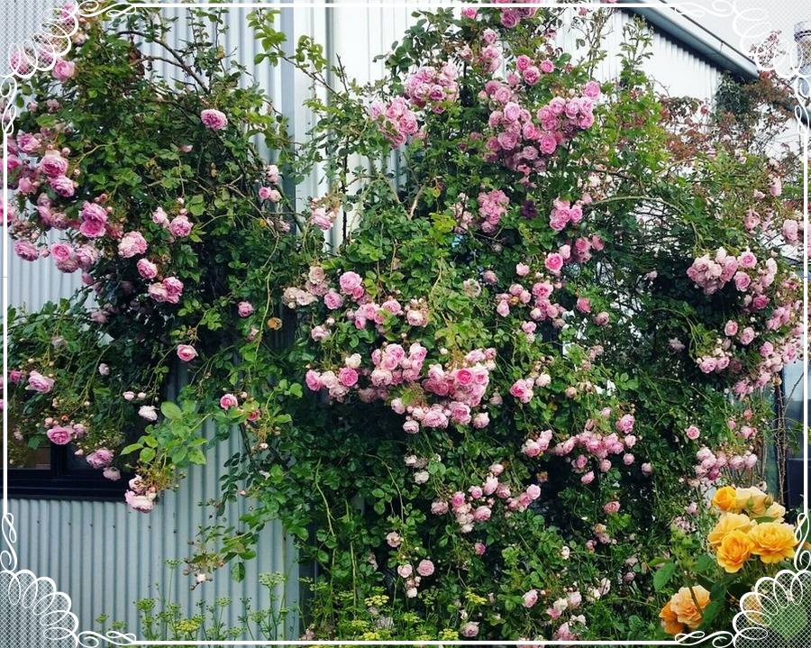 Jasmina róże pnące